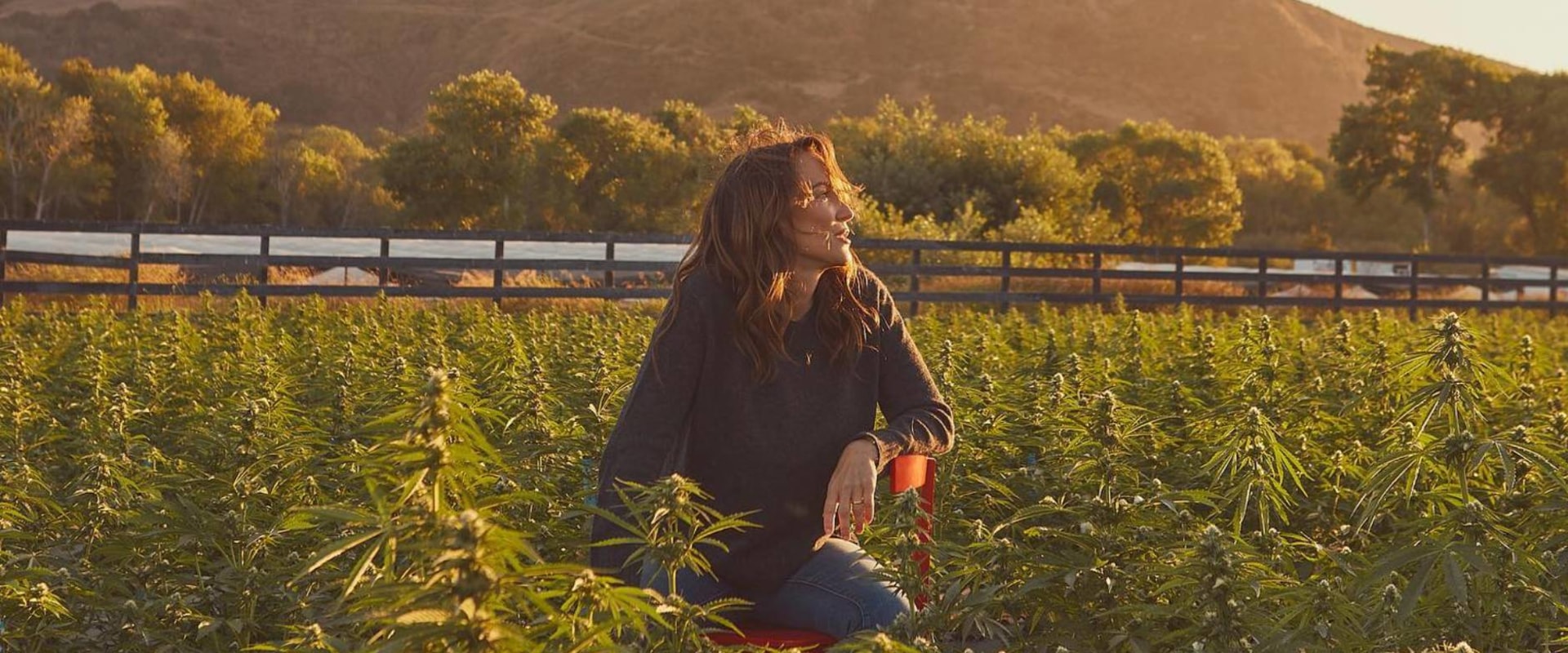 Suver Haze CBD Strain Effects Revealed and Why This Hemp Stands Out