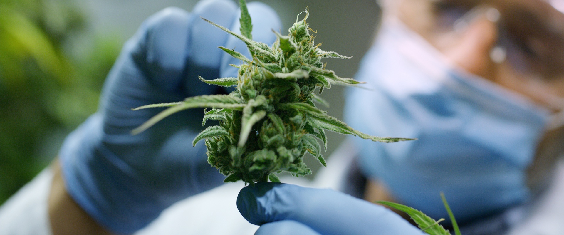 What Is the Strongest CBD Flower Strain? Lab-Tested Hemp Varieties with Maximum CBD Potency