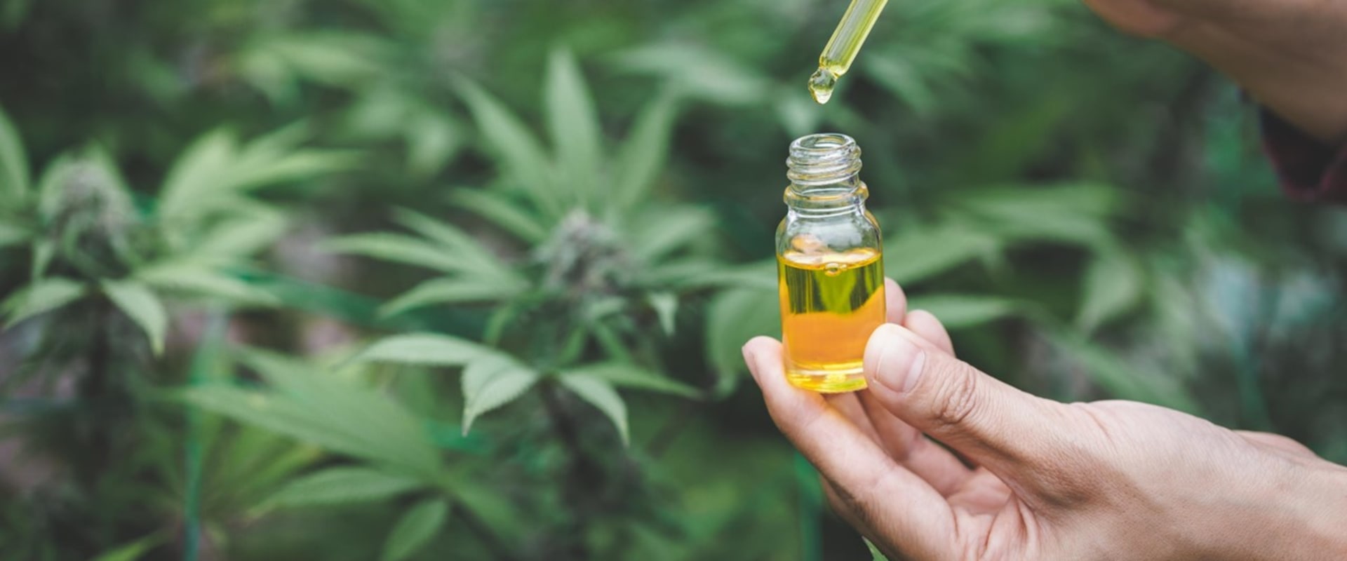 What Is Forbidden v Strain? a Beginner’s Guide to CBDV Hemp Flower