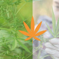 The Truth About CBD: Natural vs Synthetic - An Expert's Perspective
