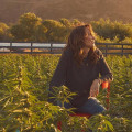 Suver Haze CBD Strain Effects Revealed and Why This Hemp Stands Out
