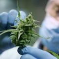 What Is the Strongest CBD Flower Strain? Lab-Tested Hemp Varieties with Maximum CBD Potency