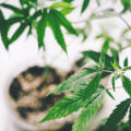 The Truth About CBD: Debunking Myths and Uncovering Facts