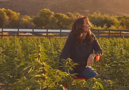 Suver Haze CBD Strain Effects Revealed and Why This Hemp Stands Out