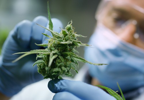 What Is the Strongest CBD Flower Strain? Lab-Tested Hemp Varieties with Maximum CBD Potency